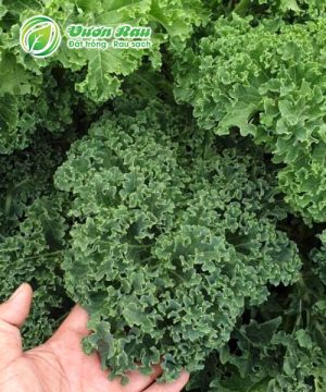 Hạt giống cải xoắn Kale