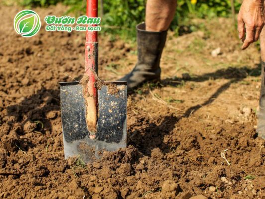 3 cách cải tạo đất khô cằn để trồng rau