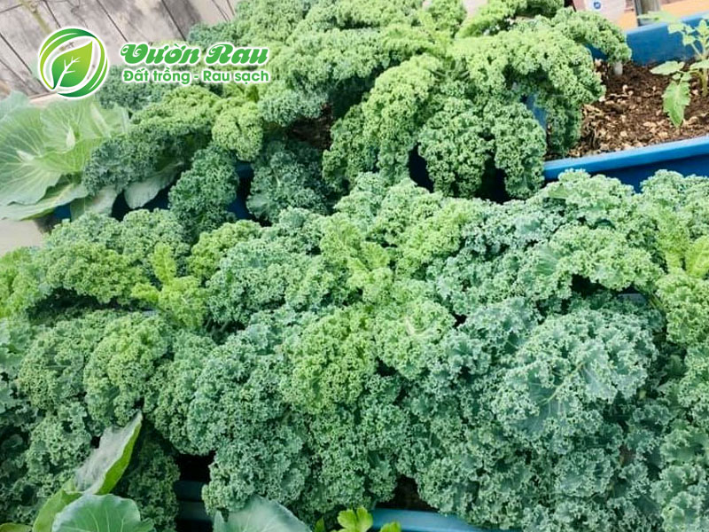 Cách trồng cải xoăn Kale