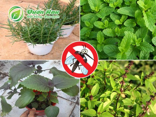 5 loại rau thơm giúp đuổi muỗi